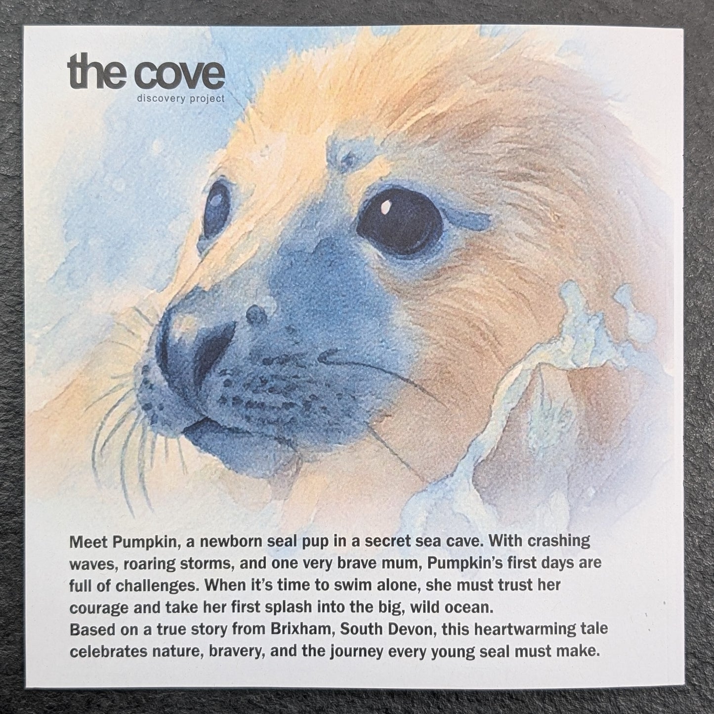 A Seal Pup Story - Children's Book